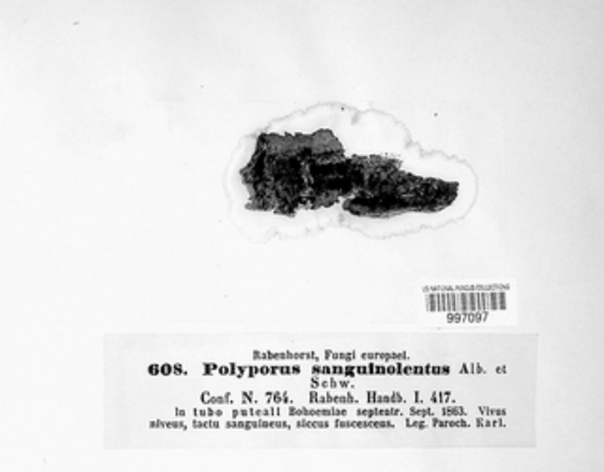 Polyporus sanguinolentus image